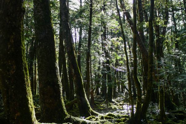 AOKIGAHARA